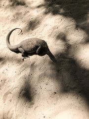 photo lizard on the beach