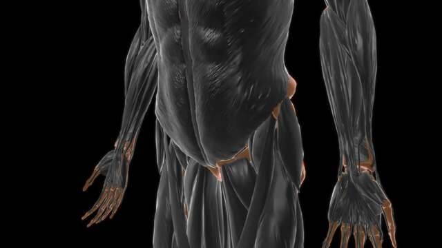 Gluteus minimus Muscle Anatomy For Medical Concept 3D