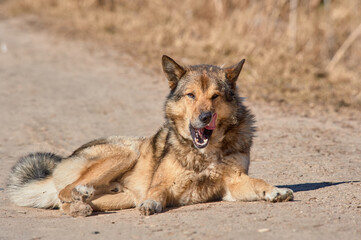A fluffy dog lies on the road on a sunny day