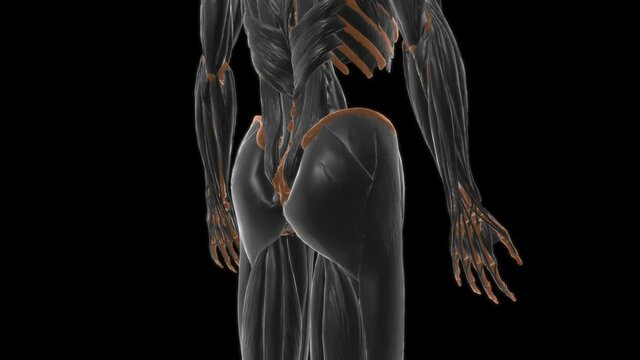 Iliacus Muscle Anatomy For Medical Concept 3D