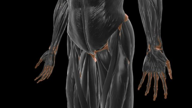 Gemellus inferior Muscle Anatomy For Medical Concept 3D
