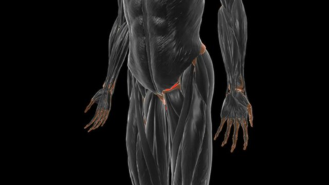 Gluteus maximus Muscle Anatomy For Medical Concept 3D