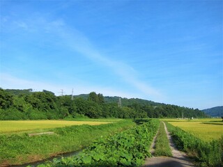 田舎の田園風景
