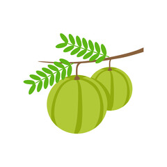 Gooseberry also known Amla tree bunch vector illustration isolated on white background