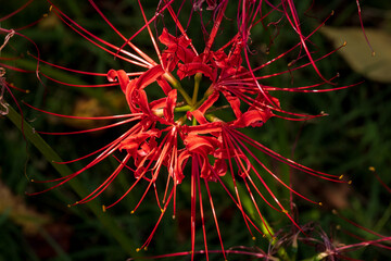 太陽の光を浴びる赤いヒガンバナ