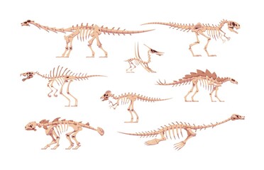 Dino bones. Cartoon dinosaur skeletons for kids illustration. Skulls and body fossil parts of Jurassic raptors. Prehistoric predators and herbivorous. Vector isolated extinct reptiles set