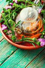 Thistle in herbal medicine