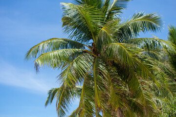 Fototapeta na wymiar boiled coconut, sky, sea