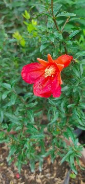 Unique ornamental plants with leaves and flowers