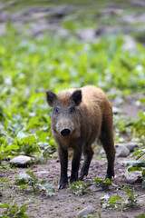 The wild boar (Sus scrofa), also known as the wild swine or Eurasian wild pig, young piglet at the edge of the field.