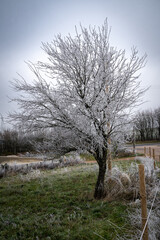 Single tree with frozen branches in winter