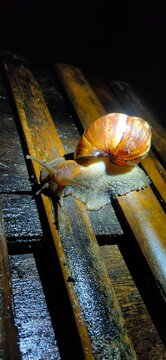 snails have shells on the ground