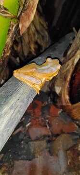 the frog is sticking to the stem