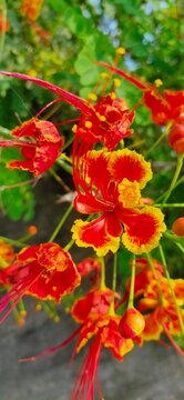 a plant that has red flowers and very beautiful