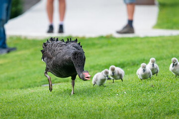 Aggressive black swan threatening bystanders and protecting baby cygnets. Legs of people standing...