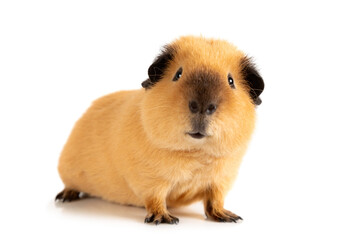Attentive guinea pig