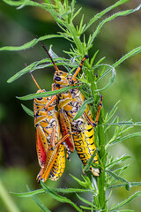 mating grasshoppers on a swamp plant
