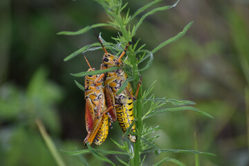 Eastern Lubber Grasshopper on a stick.