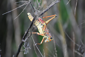Eastern Lubber Grasshopper on a stick.