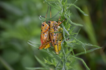 Eastern Lubber Grasshopper on a stick.