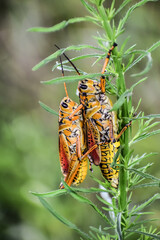 Eastern Lubber Grasshopper on a stick.