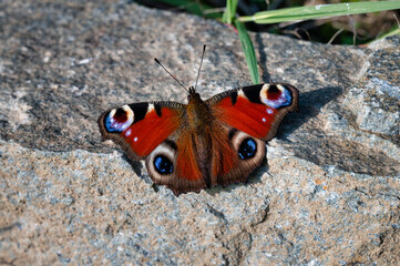 Fototapeta na wymiar Peacock Butterfly