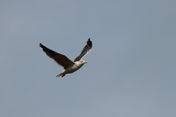 sea gull