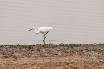 little egret