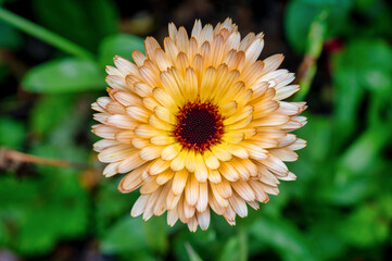 Close up of a Flower