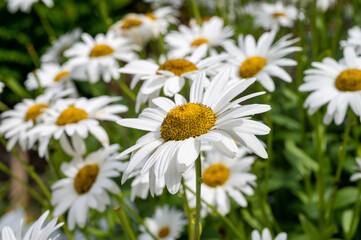 Obraz premium Daisies