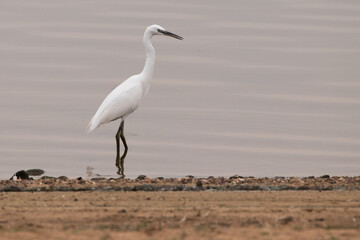 little egret