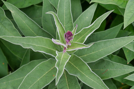 lobelia tupa