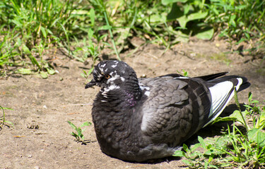 One rock dove sits on the ground with grass