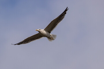 seagull in flight