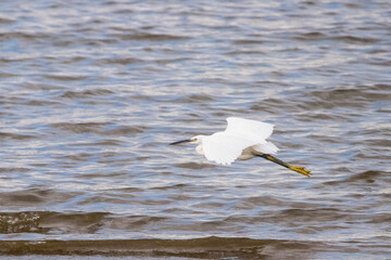 little egret