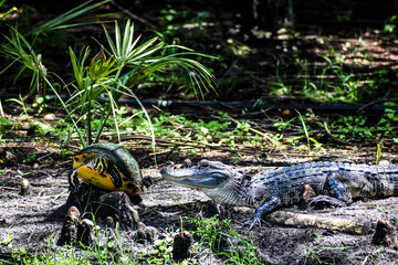 alligator and turtle in the swamp