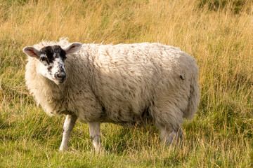 sheep in the field