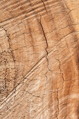 a Section of The Trunk