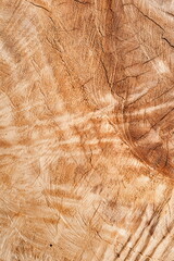 a Section of The Trunk