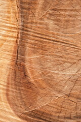 a Section of The Trunk