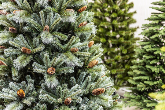 Christmas trees with cones, but without decorations