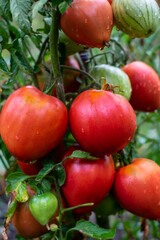 Tomato berries are covered with dew on a bush in the open field