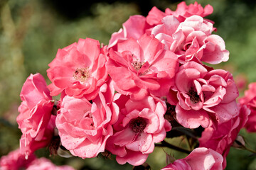 pink flowers