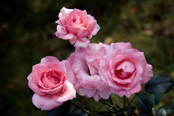 pink roses in garden