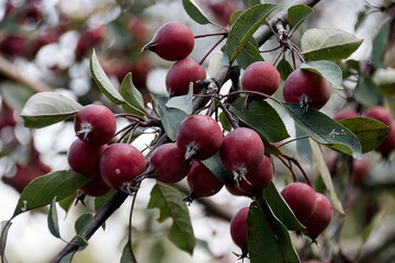 wild apples on a branch