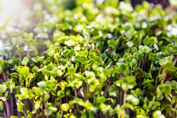 Growing fresh micro greens, raw sprouts in greenhouse home conditions