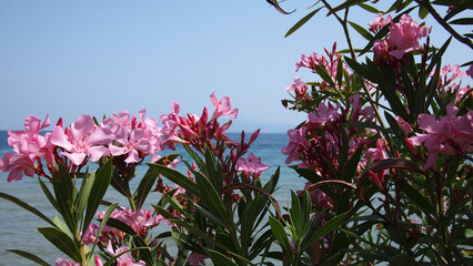 Flower of Oleander or Nerium (Nerium oleander) on a sky and sea background, Greece, Aegean sea,...