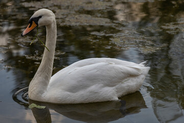 White swan swims on the river