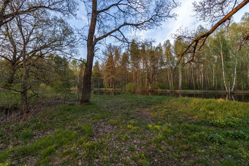Obraz premium Picturesque landscape spring evening. The sun's rays illuminate the young greenery. Early spring in an oak grove.