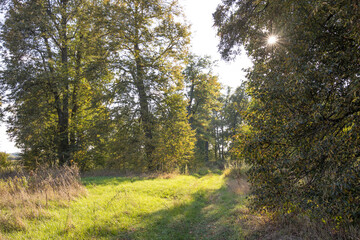 Fototapeta premium Autumn landscape beautiful colorful leaves on trees in an oak grove on a sunny day.